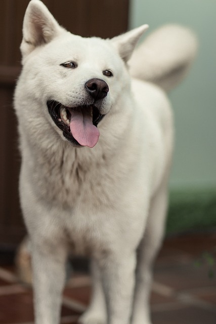 pes akita